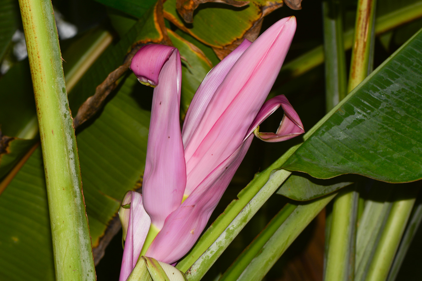 Image of genus Musa specimen.