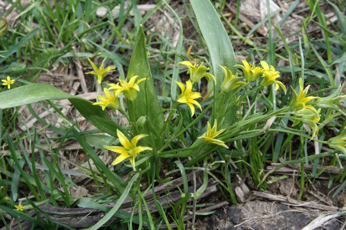 Изображение особи Gagea lowariensis.