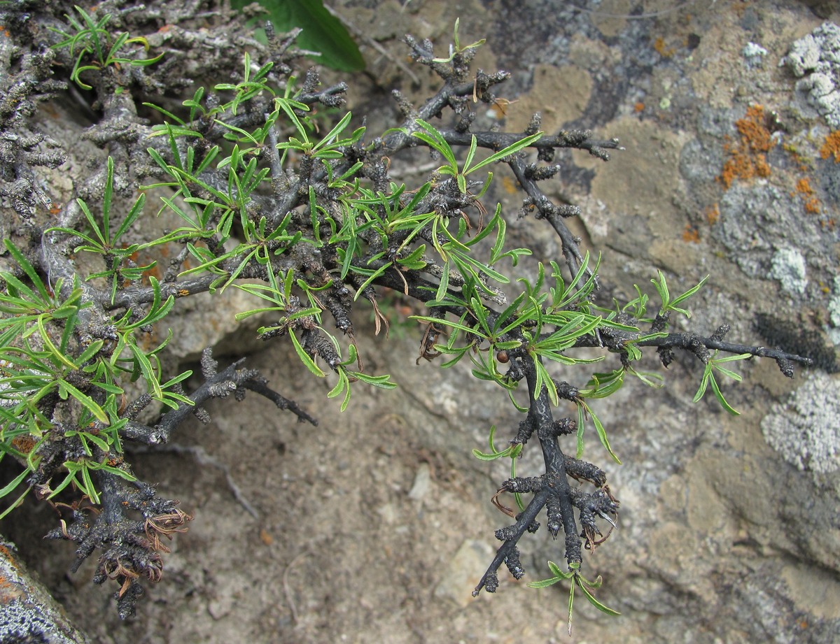 Image of Rhamnus tortuosa specimen.