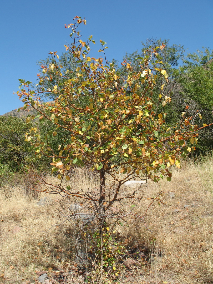 Изображение особи Crataegus korolkowii.