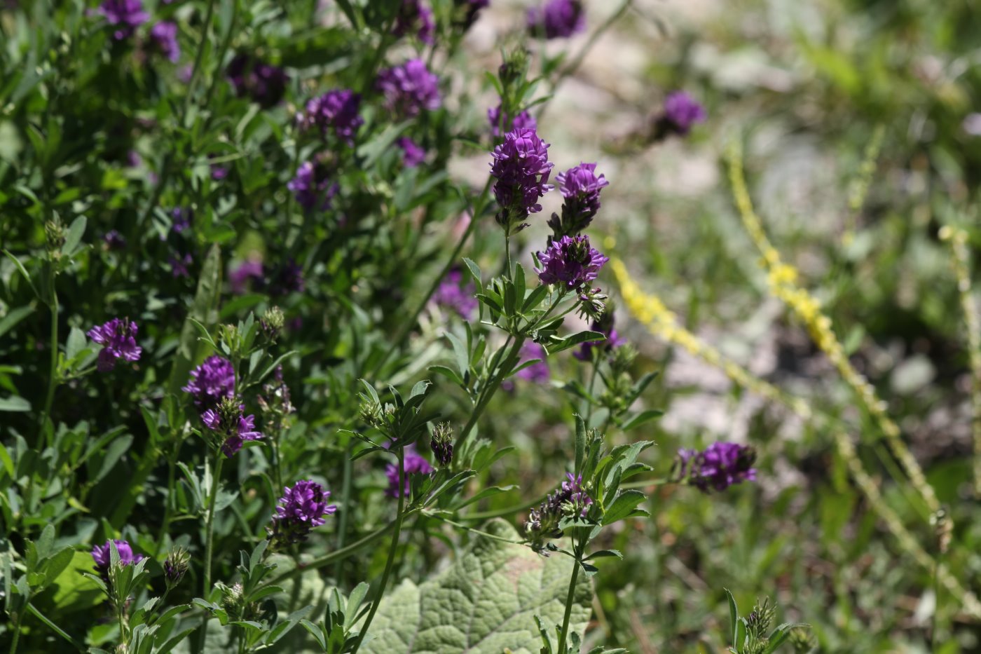 Изображение особи Medicago sativa.