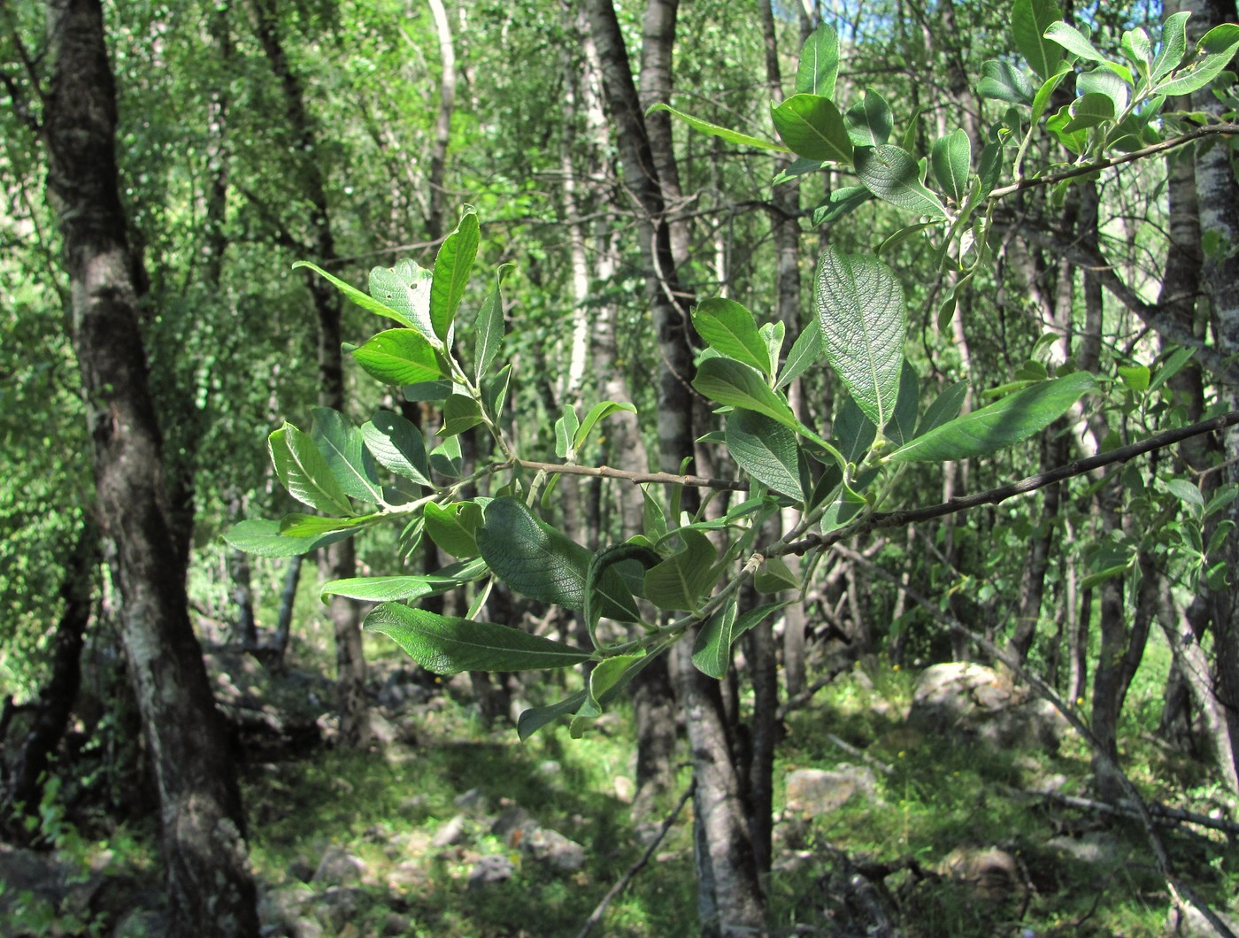 Image of Salix pseudomedemii specimen.