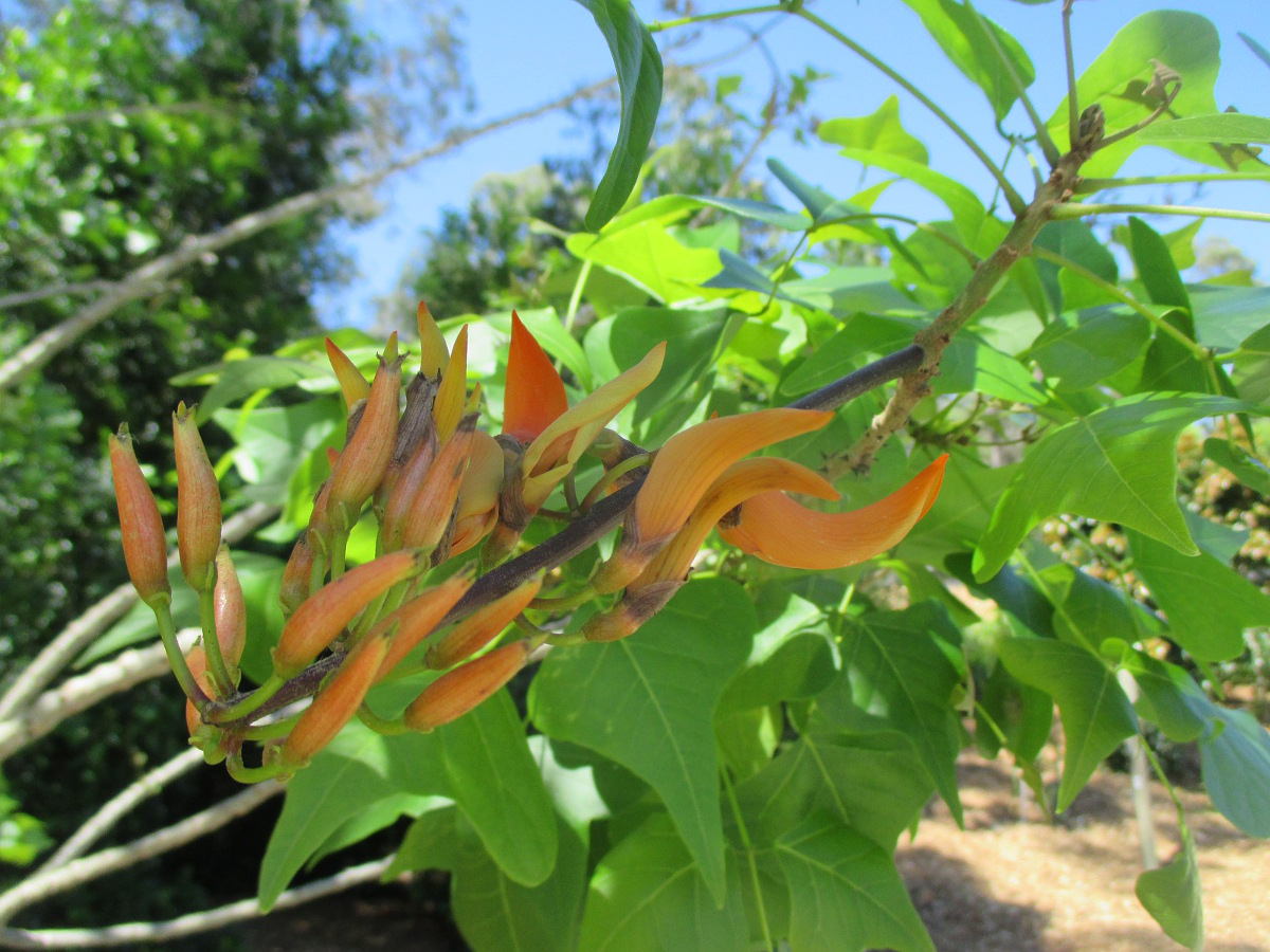 Image of Erythrina vespertilio specimen.