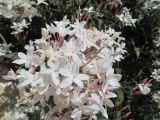 Jasminum polyanthum