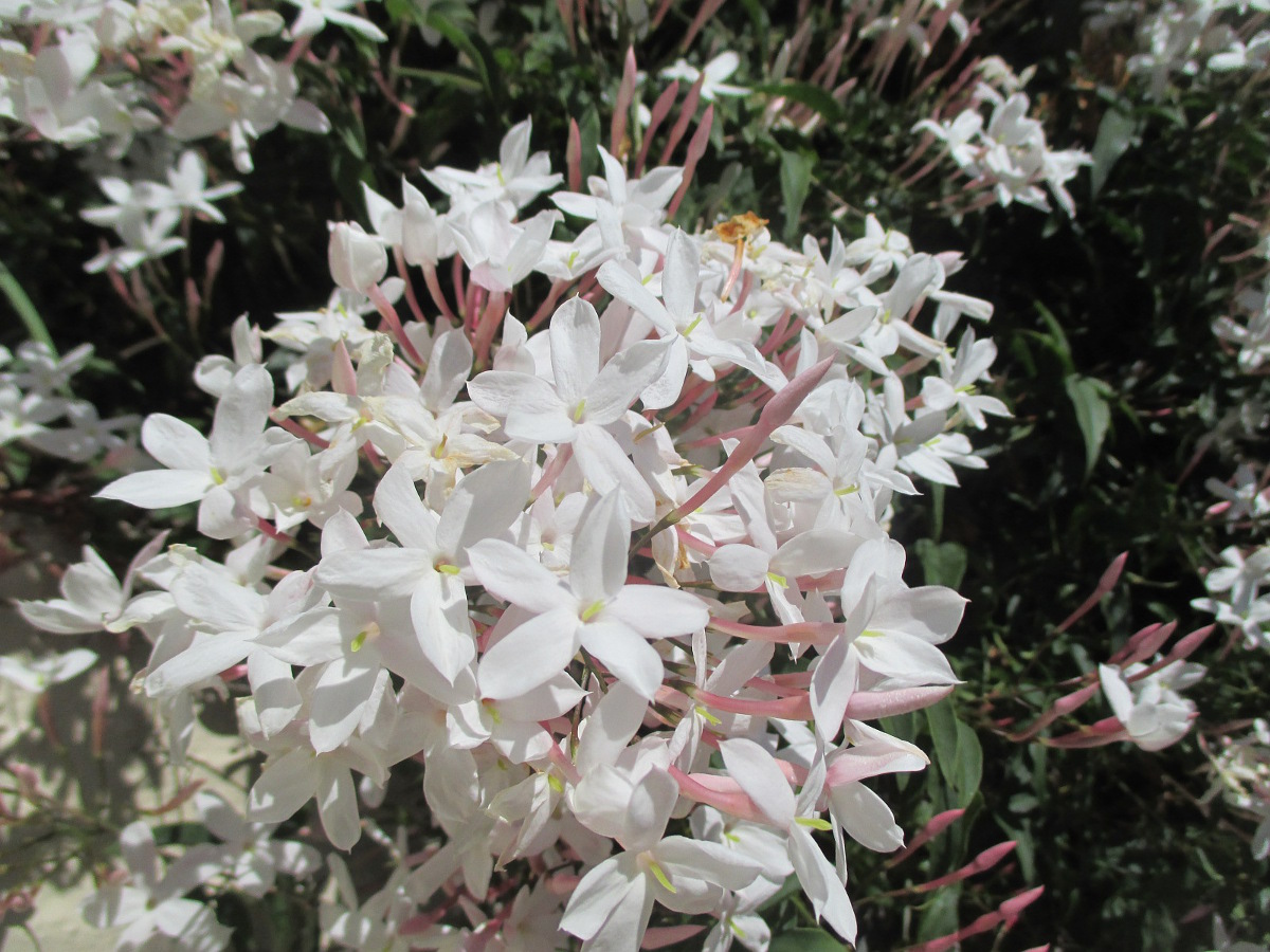 Image of Jasminum polyanthum specimen.