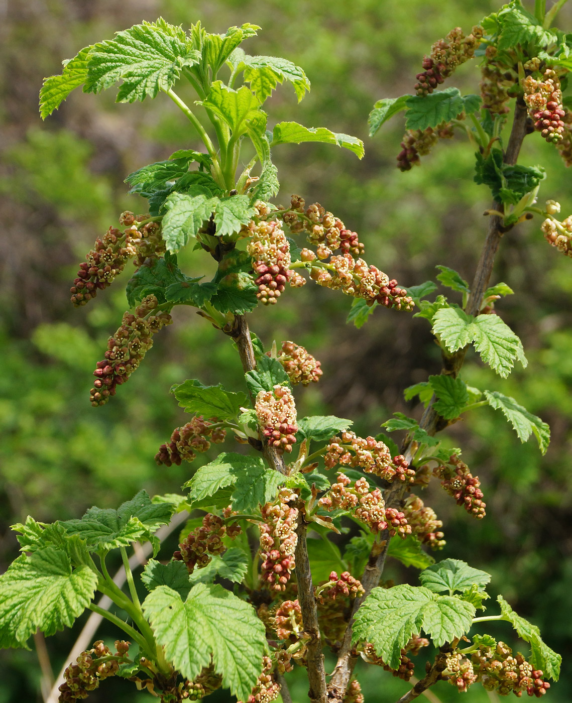 Изображение особи Ribes atropurpureum.