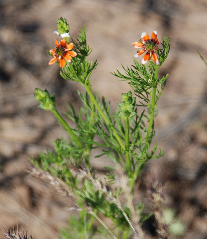 Image of Adonis parviflora specimen.