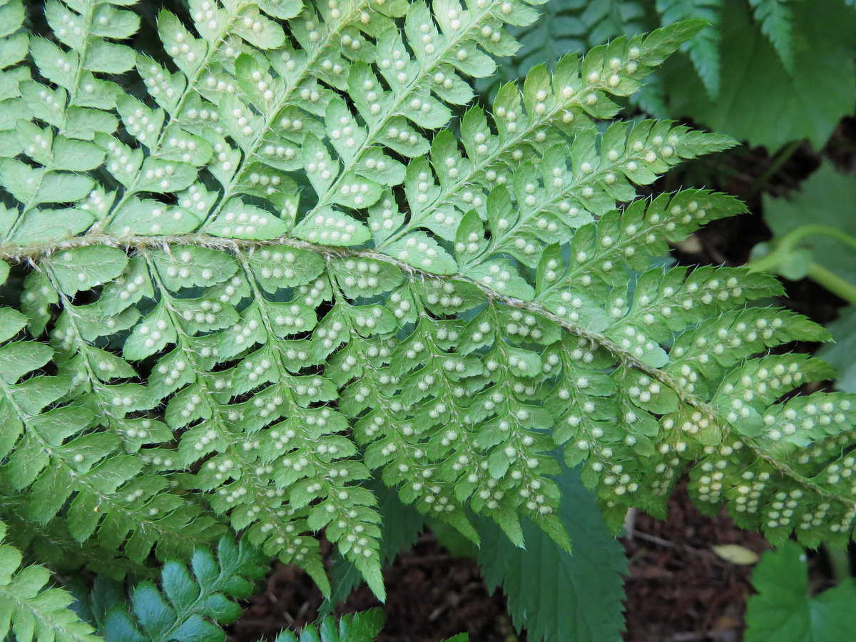 Image of Polystichum braunii specimen.