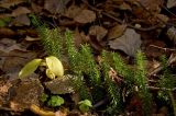 Lycopodium annotinum