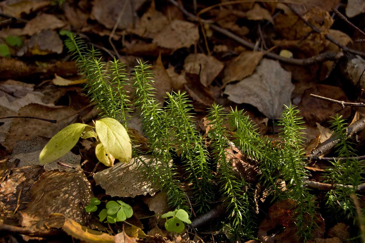 Image of Lycopodium annotinum specimen.