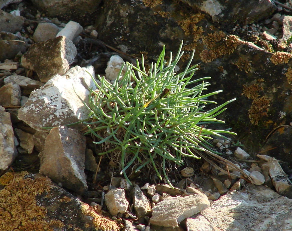 Изображение особи Gypsophila patrinii.