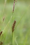 Carex lasiocarpa. Часть побега с женским (внизу) и мужским соцветиями. Мурманская обл., Кольский р-н, окр. Ярнышной губы, побережье Гольцового озера, проточное мезотрофное болото. 02.08.2017.