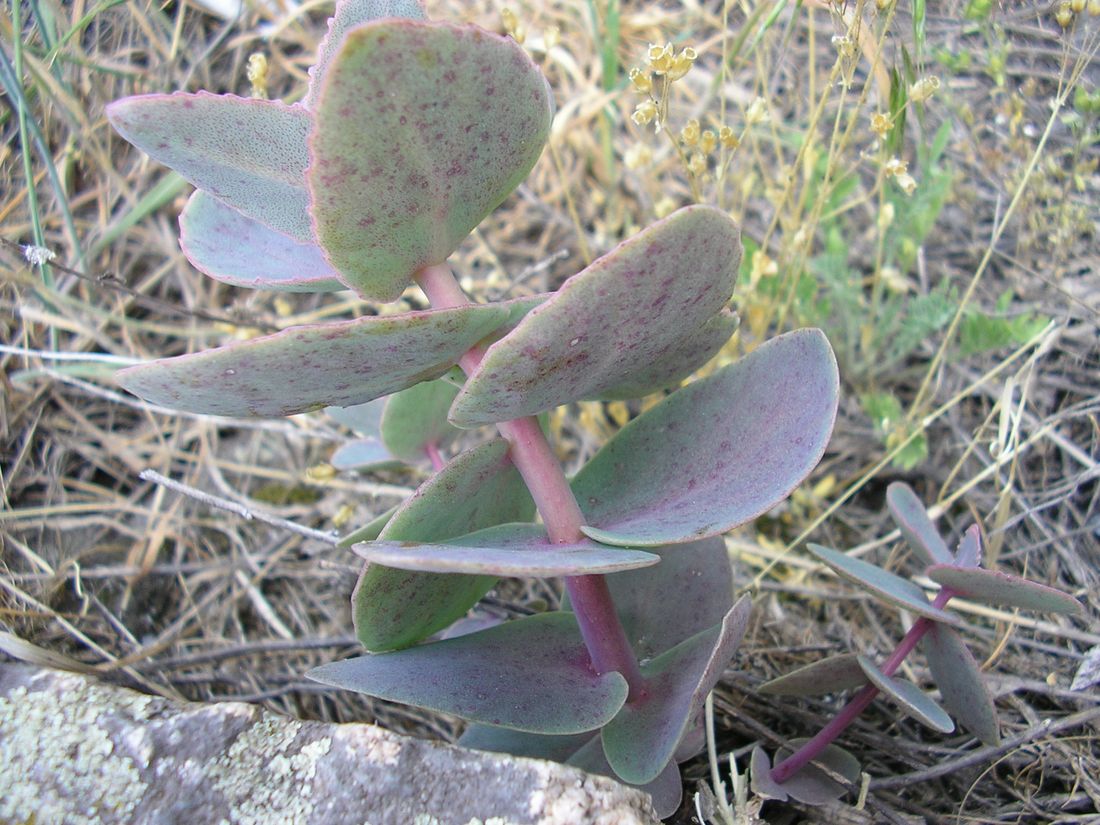 Изображение особи Hylotelephium stepposum.