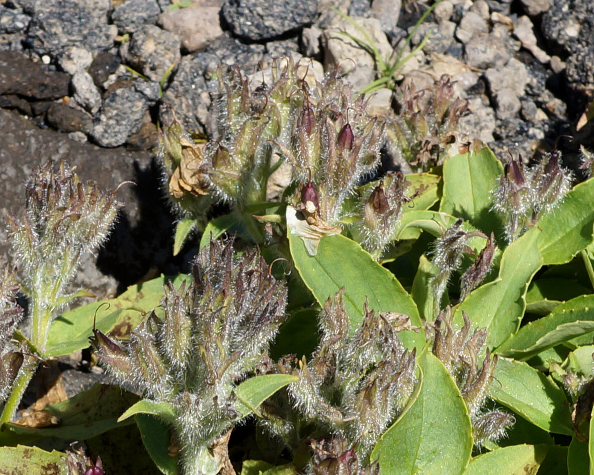Image of Pennellianthus frutescens specimen.