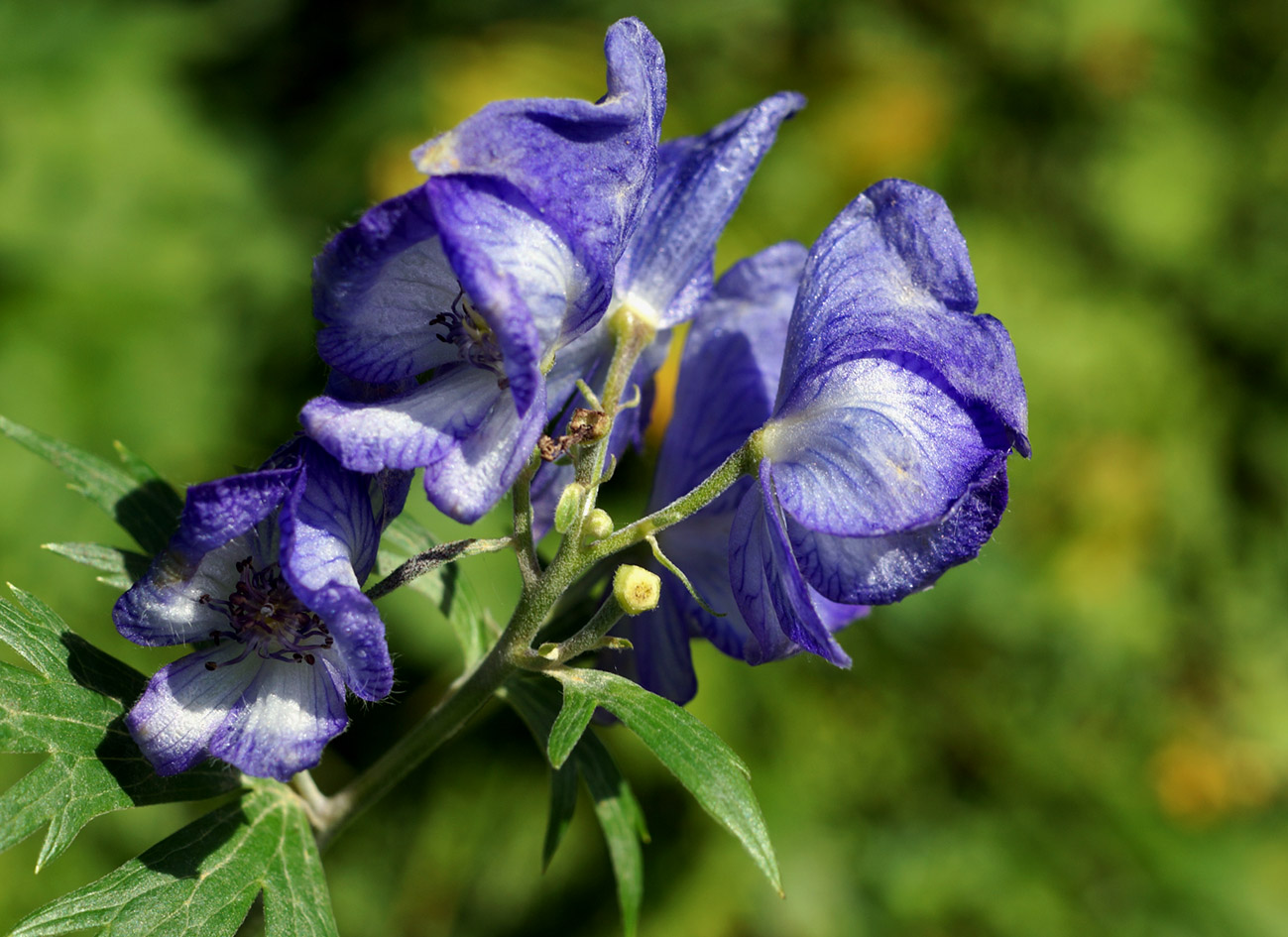 Image of Aconitum maximum specimen.