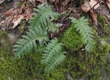 Polypodium vulgare. Спороносящее растение. Краснодарский край, м/о г. Новороссийск, северный склон горы Сахарная Голова, глубокая балка с ручьём в тенистом дубово-грабовом лесу, ≈ 300 м н.у.м., скальное обнажение, на моховой подушке. 10.12.2017.