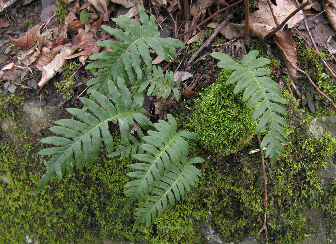 Image of Polypodium vulgare specimen.