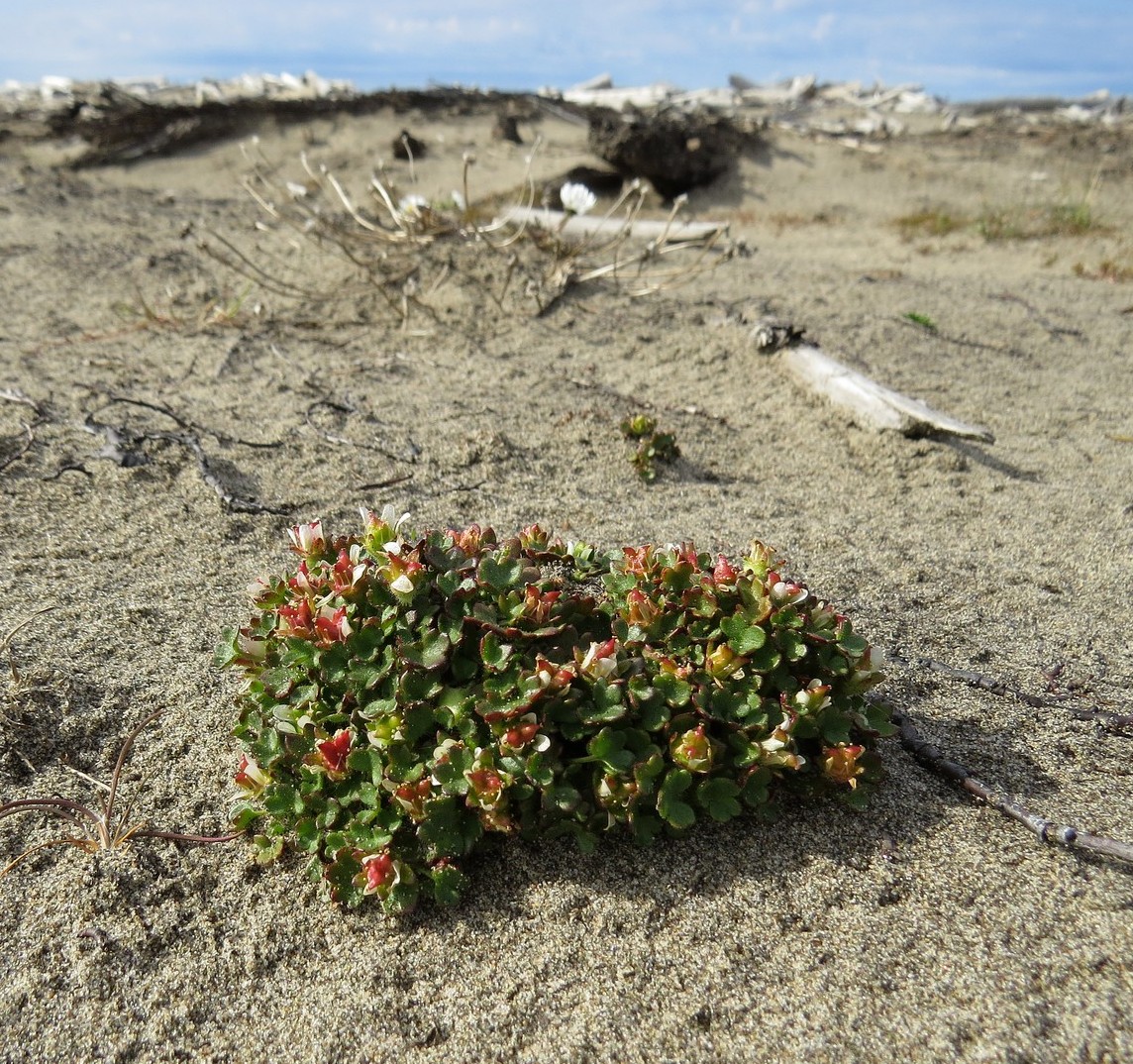 Изображение особи Saxifraga hyperborea.