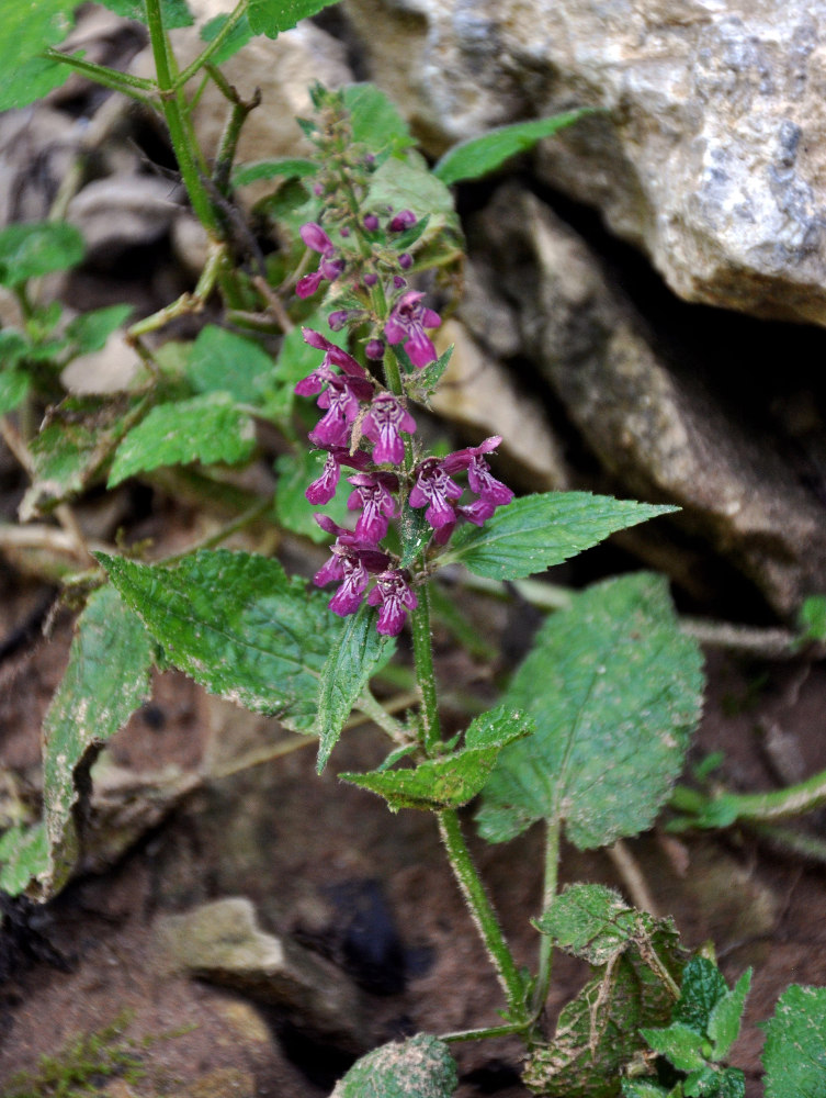 Изображение особи Stachys sylvatica.