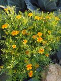 Tagetes tenuifolia. Цветущее растение (культивар 'Оранжевый самоцвет'). Иркутская обл., Иркутский р-н, дер. Позднякова, огород. 11.08.2017.