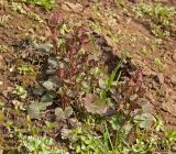 Glechoma hederacea. Вегетирующее растение. Башкортостан, Гафурийский р-н, окр. дер. Толпарово, долина р. Зилим, правый берег. 8 мая 2017 г.
