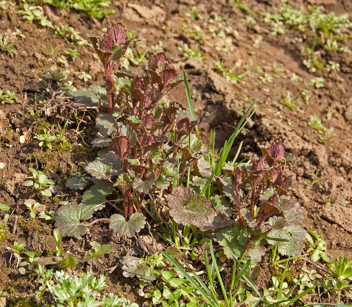 Image of Glechoma hederacea specimen.