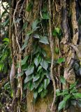 Hedera colchica