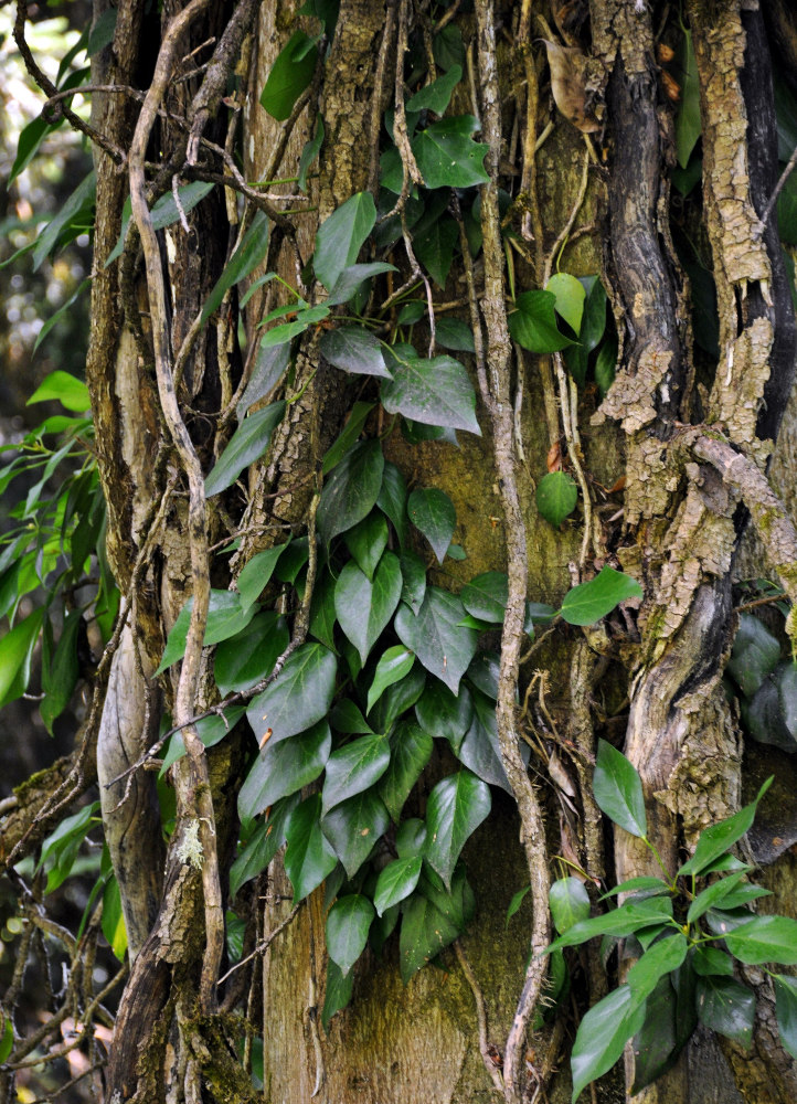 Image of Hedera colchica specimen.