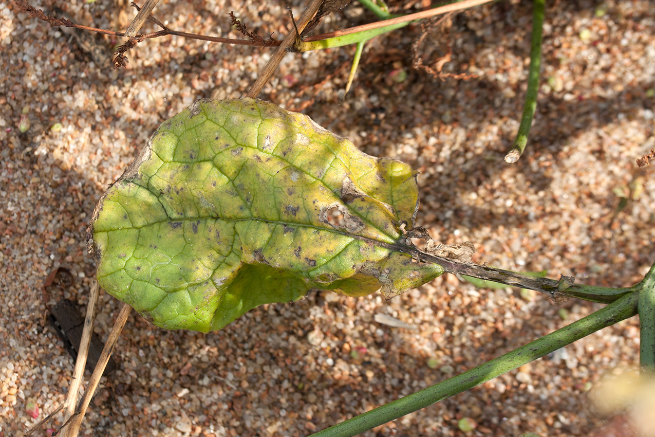 Изображение особи Raphanus raphanistrum.