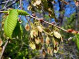 Ulmus laevis. Ветвь с созревающими плодами. Чувашия, окрестности г. Шумерля, Кумашкинский заказник, Соколова поляна. 30 апреля 2008 г.