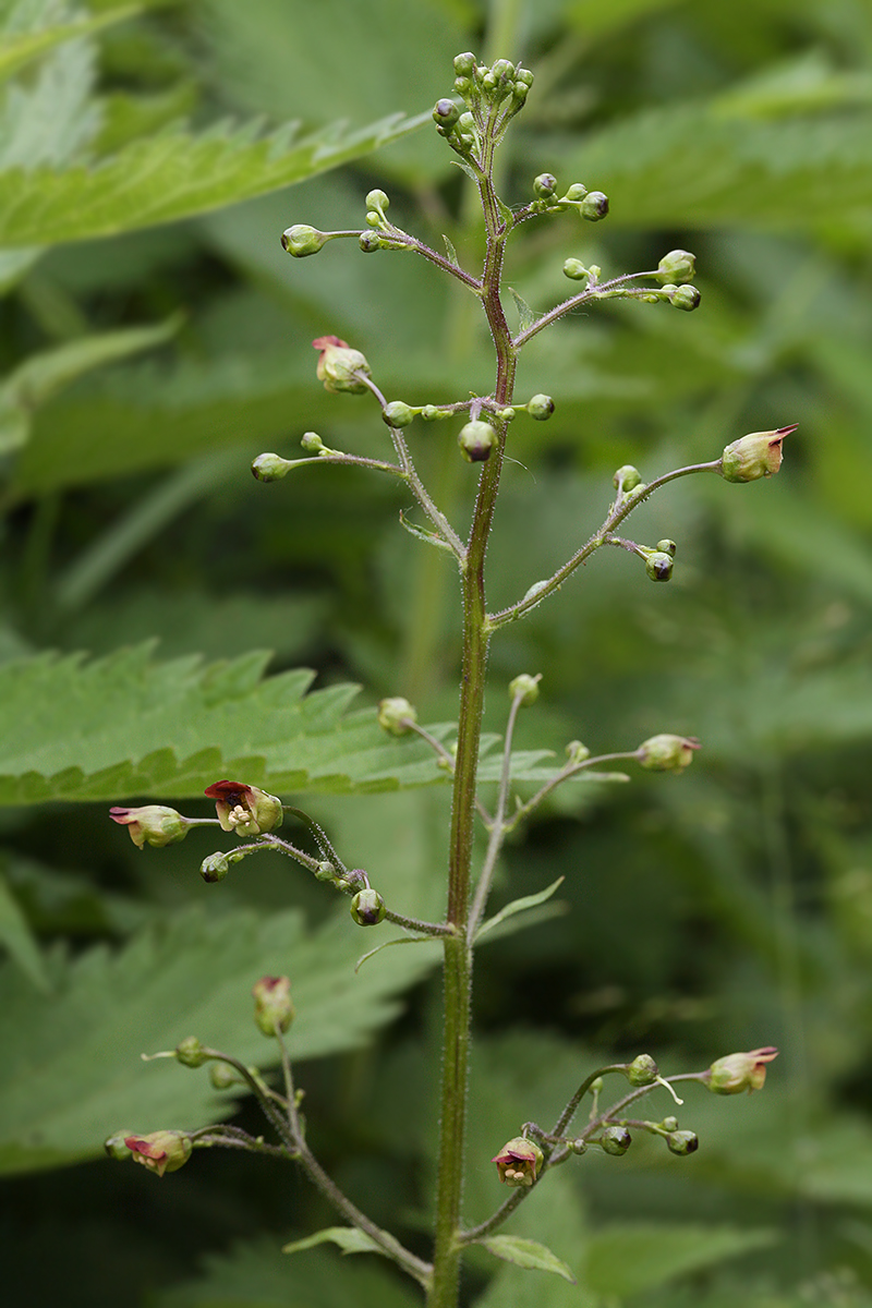 Изображение особи Scrophularia nodosa.