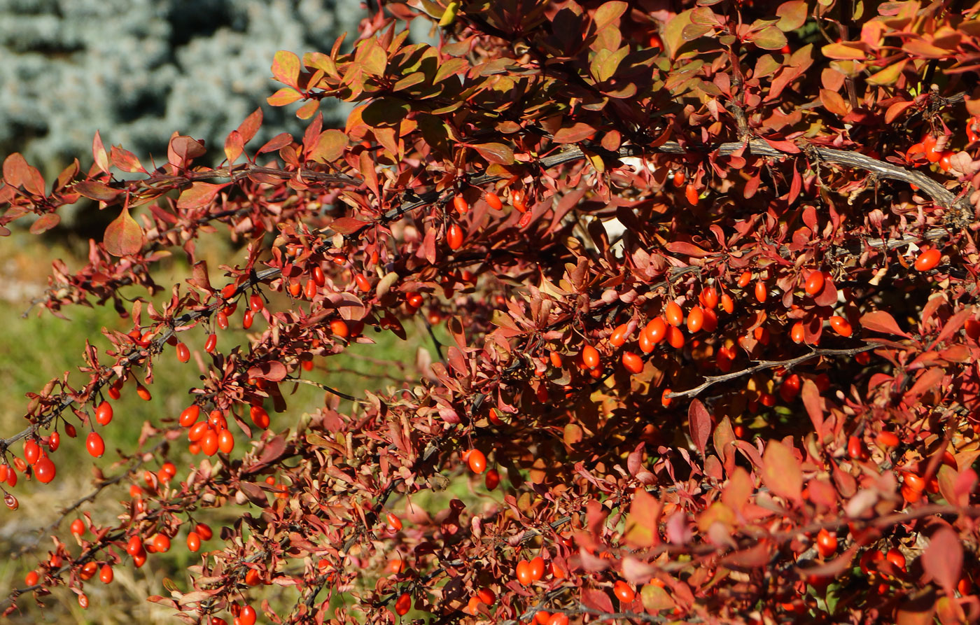 Изображение особи Berberis thunbergii.