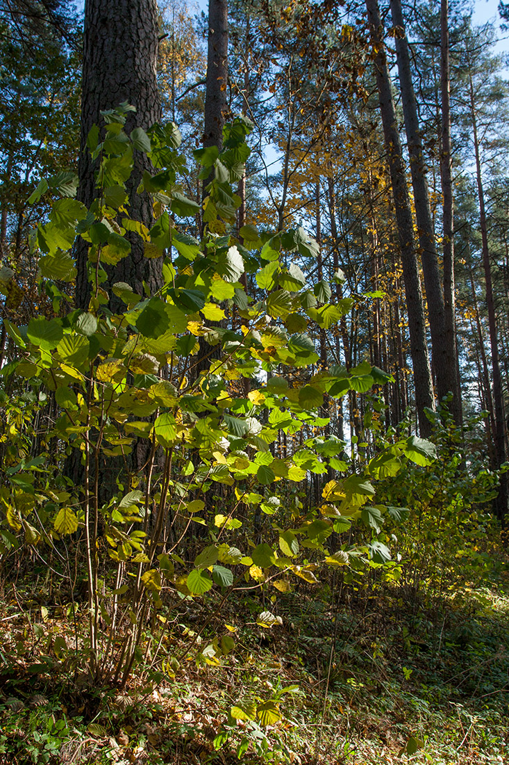 Изображение особи Corylus avellana.