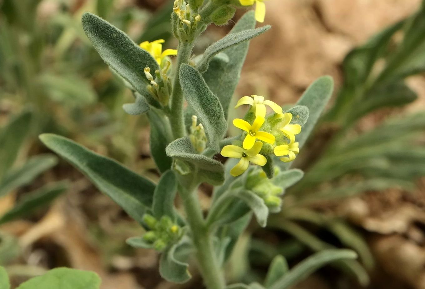 Image of Fibigia clypeata specimen.