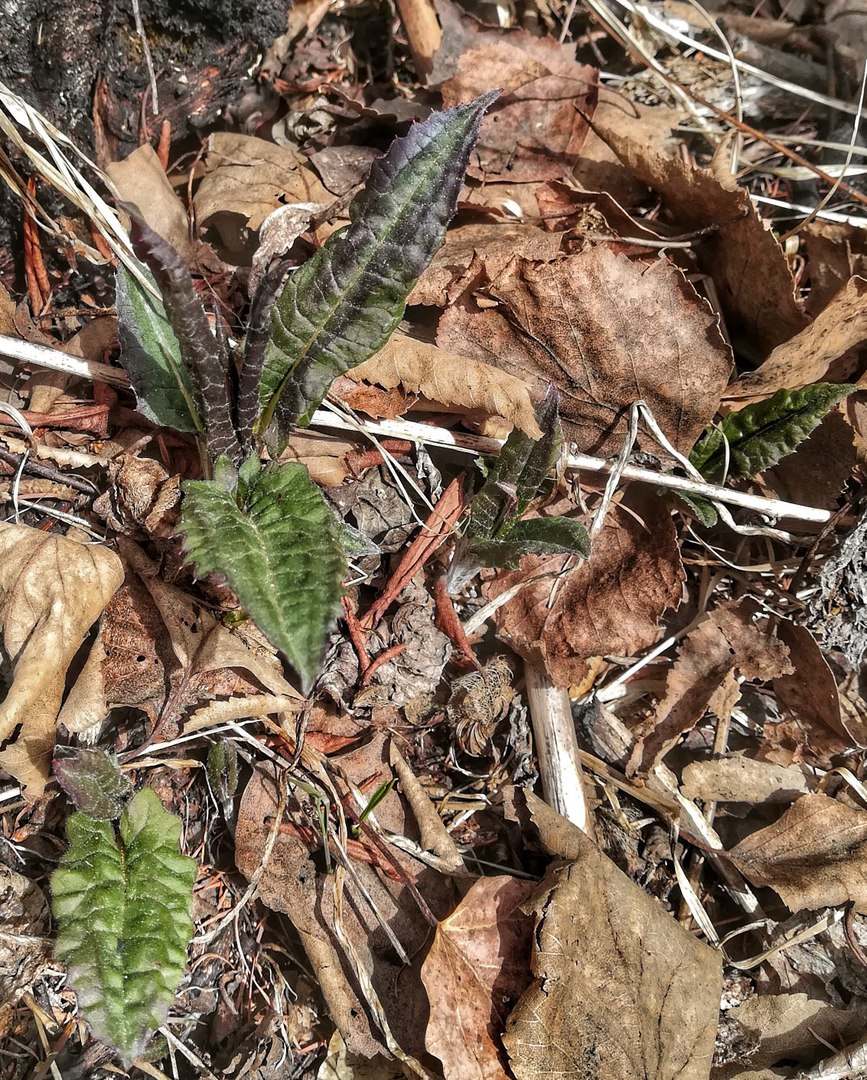 Изображение особи семейство Asteraceae.