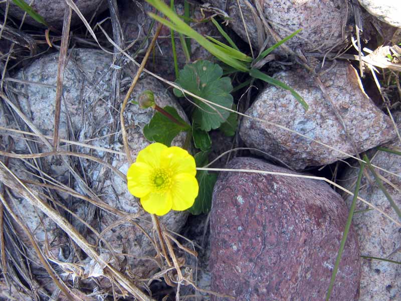Image of Ranunculus alberti specimen.