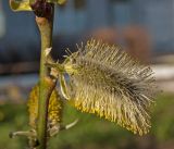 Salix caprea