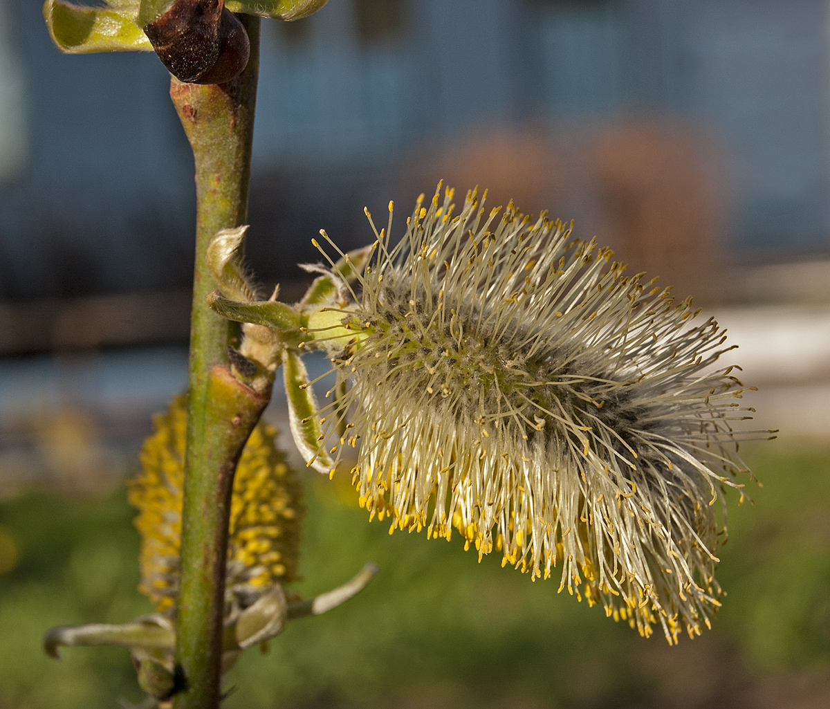 Изображение особи Salix caprea.