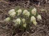 Pulsatilla uralensis