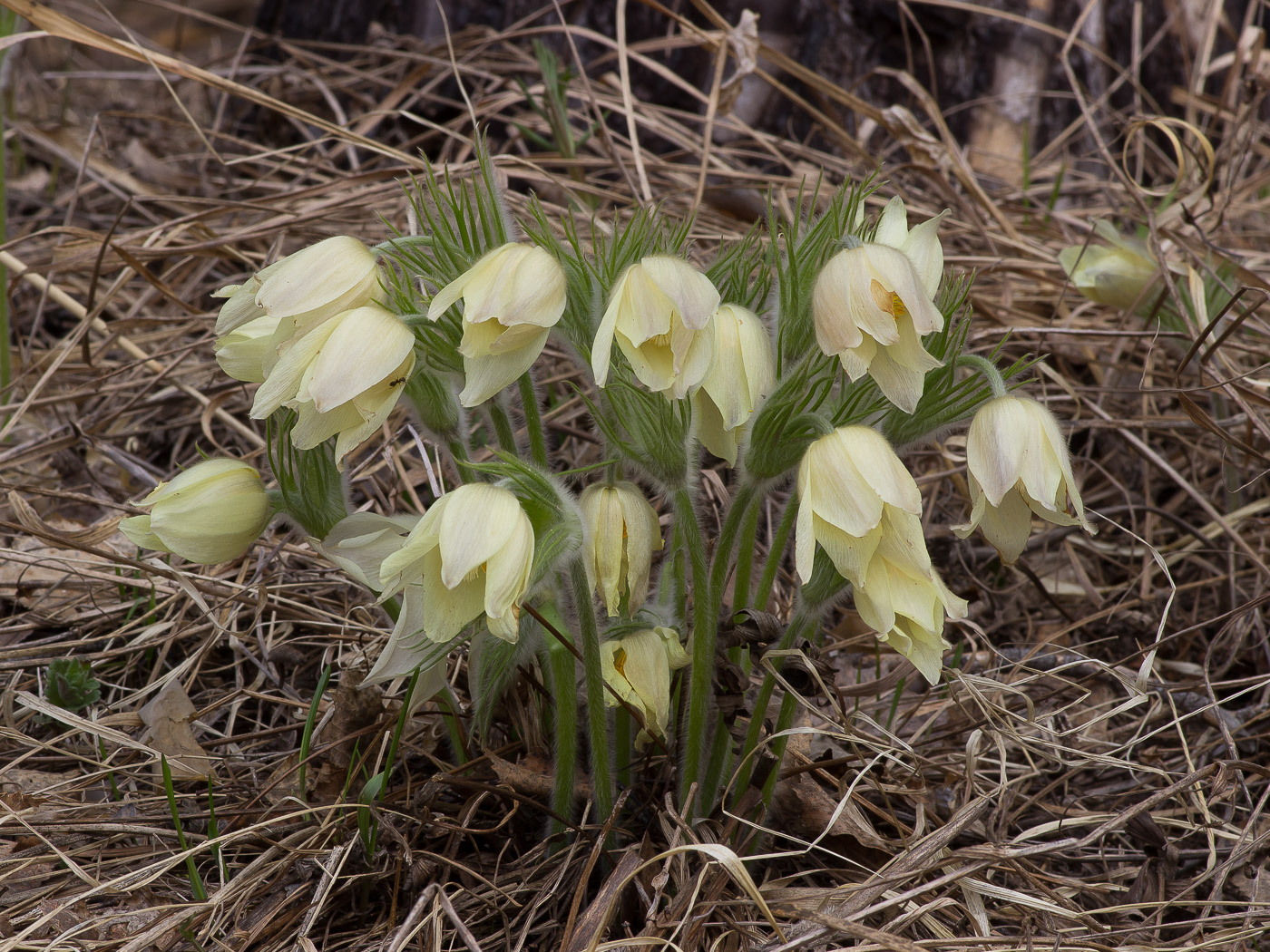 Изображение особи Pulsatilla uralensis.