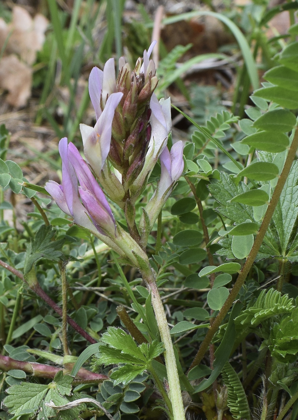 Изображение особи Astragalus monspessulanus.