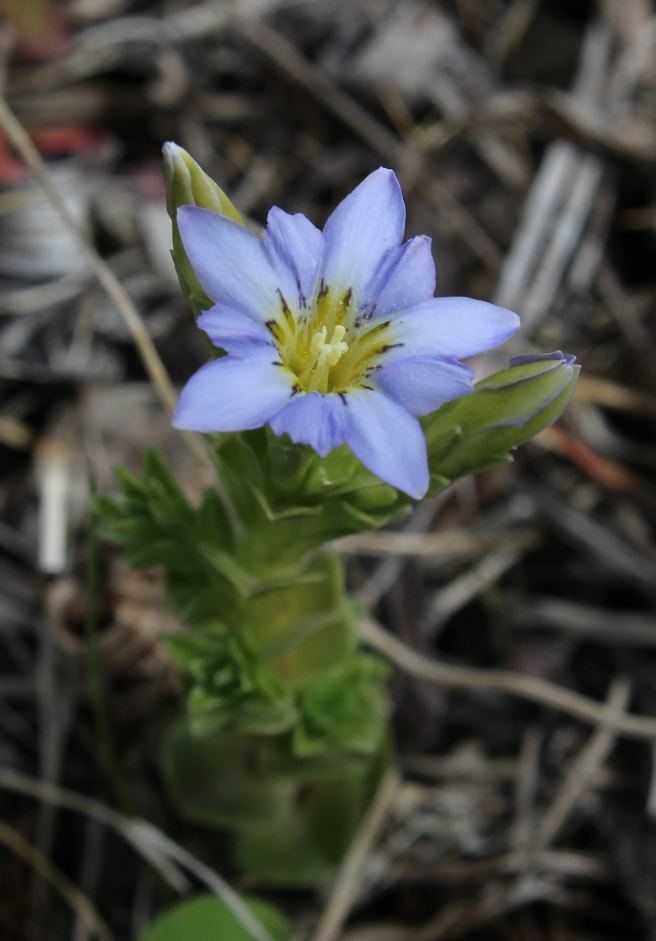 Image of Gentiana riparia specimen.