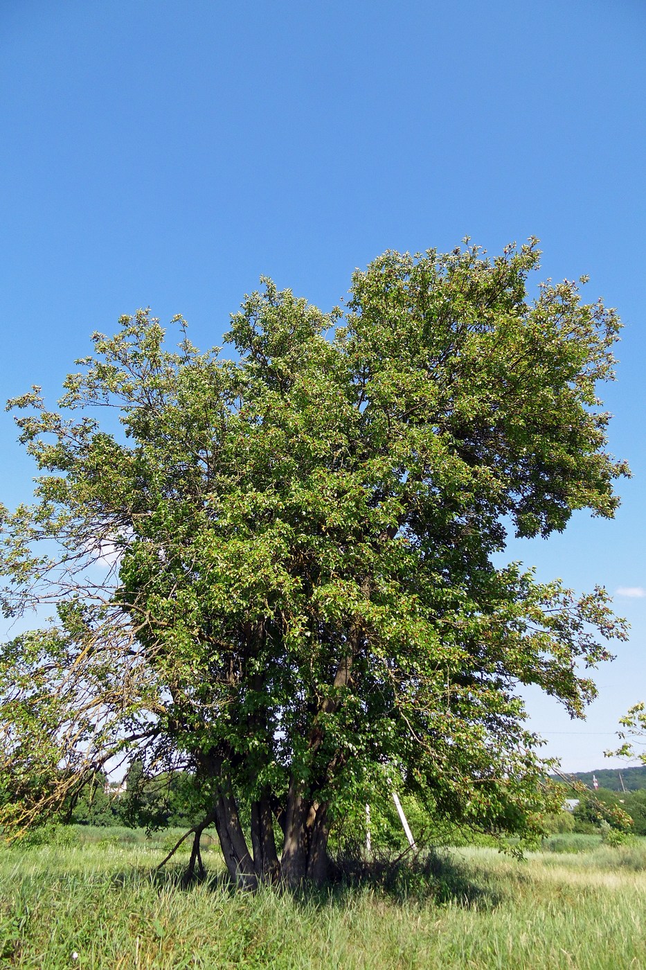 Изображение особи Morus alba.