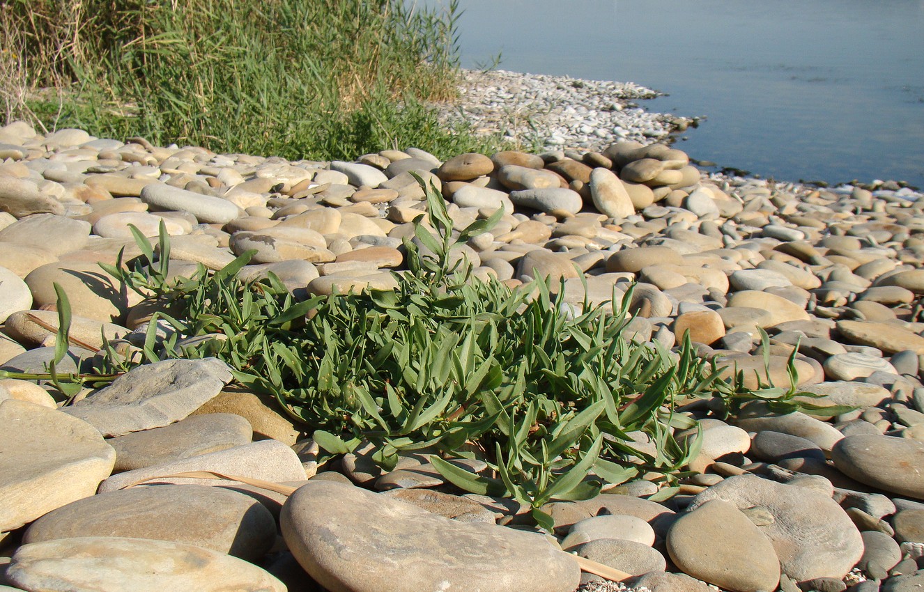 Image of Gypsophila perfoliata specimen.