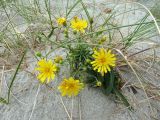 Hieracium umbellatum variety dunale. Цветущее растение. Калининградская обл., г. Балтийск, городской пляж. 11 августа 2018 г.