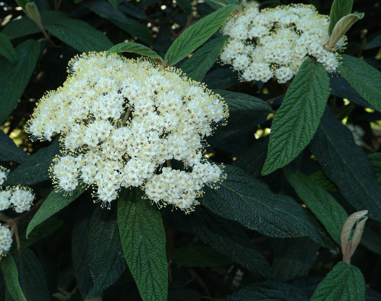 Image of Viburnum rhytidophyllum specimen.