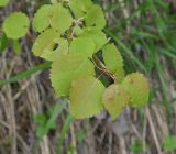 Populus tremula. Часть ветви. Грузия, Боржоми-Харагаульский национальный парк, маршрут №1; гребень горного отрога, ≈ 1750 м н.у.м, смешанный лес. 26.05.2018.