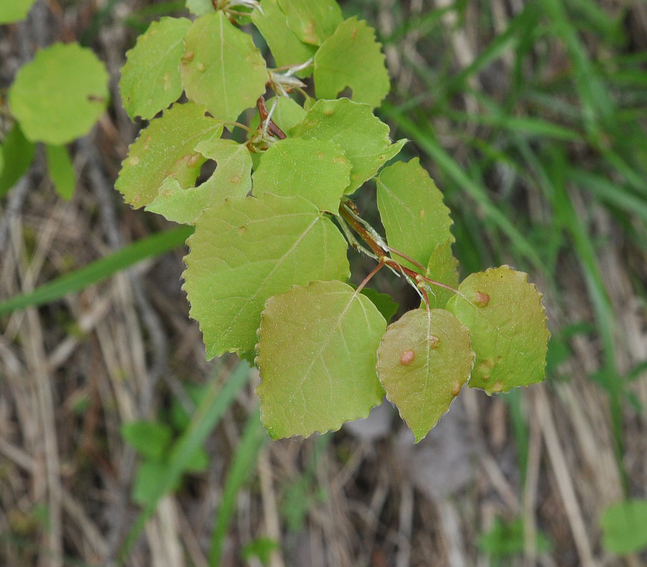 Изображение особи Populus tremula.