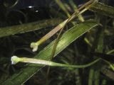 Vallisneria spiralis. Листья и пестичные цветки. Крым, Симферополь, Гагаринский парк, пруд. 20.09.2018.