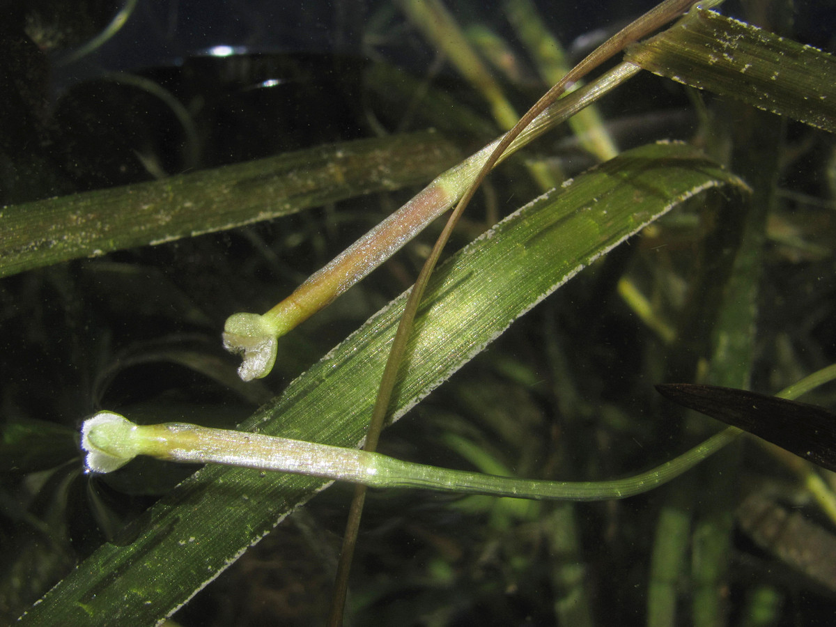 Image of Vallisneria spiralis specimen.